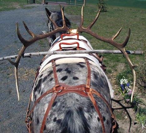 Teton Decker Pack Saddle - Standard or Small Size
